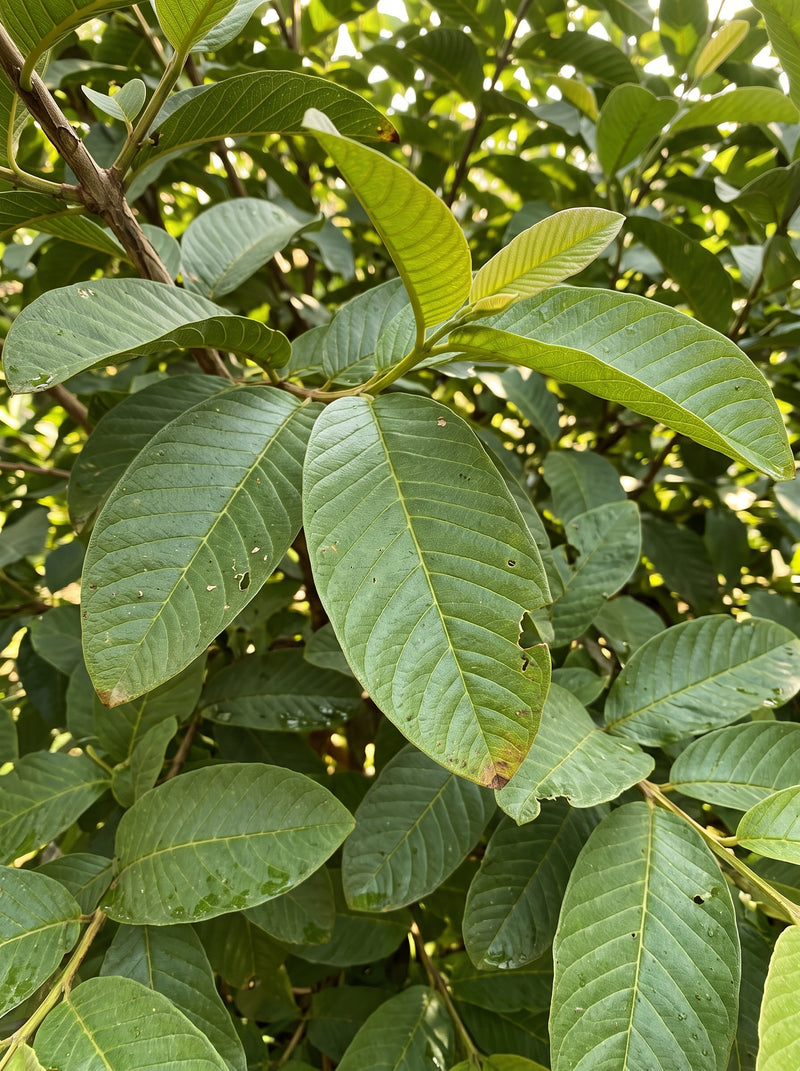 Reason 5: The One Thing That Does Is A Leaf The West Throws Away