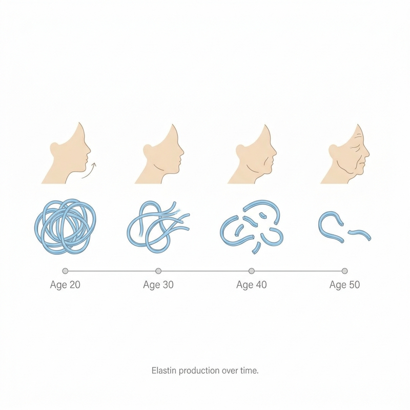 Reason 3: Your Body Stopped Making Elastin In Your Twenties
